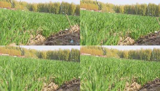 麦苗 田地 绿色 植物 农业作物 自然生态高清在线视频素材下载