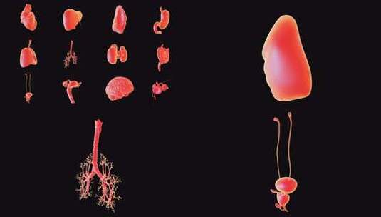 红色发光人体五脏六腑器官高清在线视频素材下载