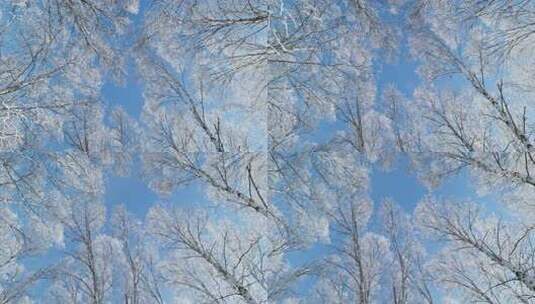 雾凇 雪景 纯净 唯美 冬季高清在线视频素材下载