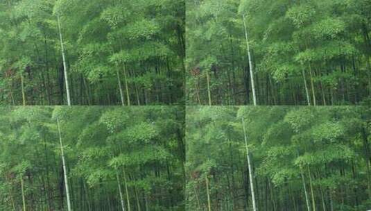 下雨天竹林景观特写，竹节挺拔竹叶繁茂高清在线视频素材下载