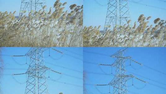 北方田野蒲草芦花高压线杆冰雪冰霜高清在线视频素材下载