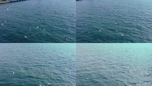 大海海面飞翔的海鸥高清在线视频素材下载