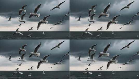 海面上海鸥飞翔高清在线视频素材下载