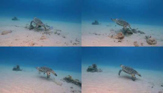 海龟，海洋，海洋生物，水下高清在线视频素材下载