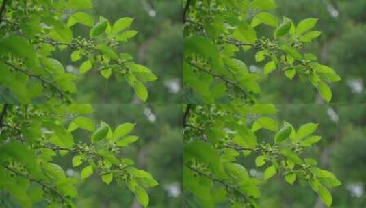 雨滴从绿色植物上落下唯美素材高清在线视频素材下载