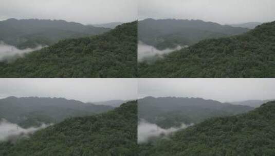 航拍四川清晨的大山森林云雾缭绕高清在线视频素材下载