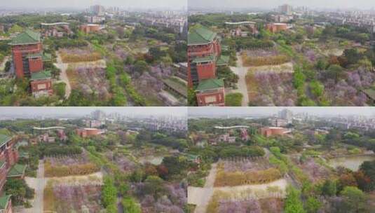 广州华南农业大学紫荆花高清在线视频素材下载