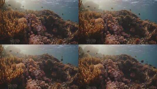珊瑚礁海洋特写高清在线视频素材下载