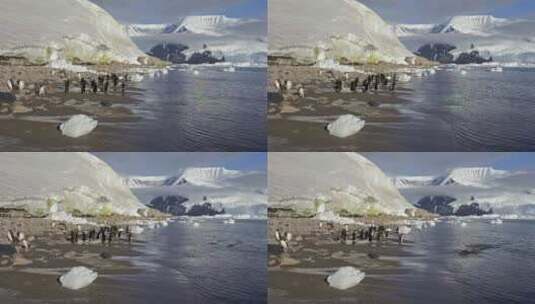 南极尼科港海滩上的巴布亚企鹅离开水面高清在线视频素材下载