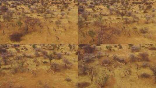 羚羊迁徙穿过埃林迪纳米比亚附近的非洲丛林高清在线视频素材下载