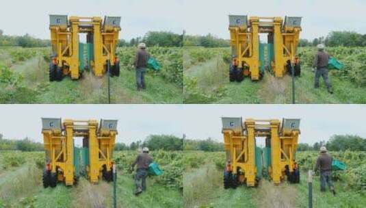 工人们使用机械采摘葡萄高清在线视频素材下载