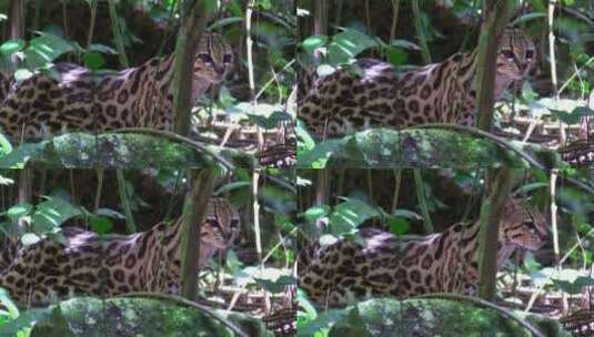 丛林里的猫高清在线视频素材下载