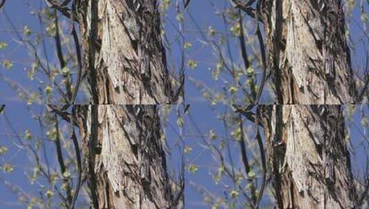 啄木鸟在树洞中筑巢高清在线视频素材下载