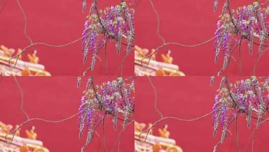 春天中国北京故宫博物院内绽放的藤萝花高清在线视频素材下载
