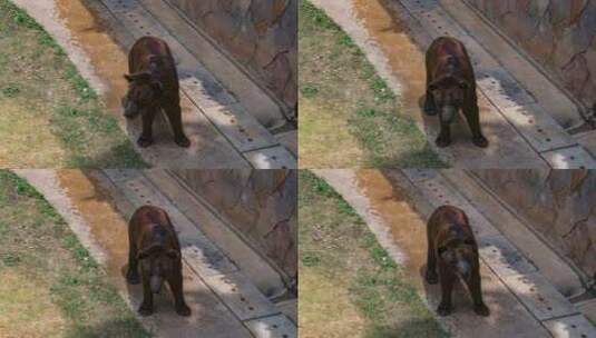 动物园里的棕熊高清在线视频素材下载