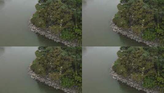 江岸边的野生白鹭高清在线视频素材下载