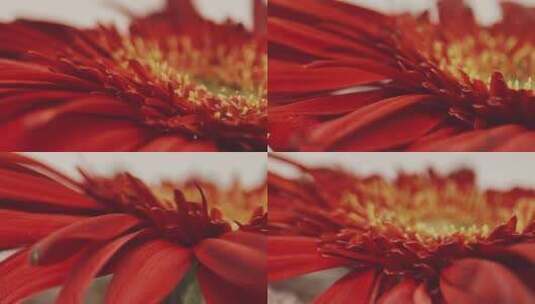 微距红色菊花花瓣花蕊高清在线视频素材下载