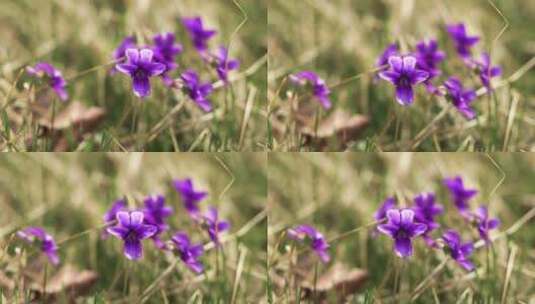 4K花草素材——紫花地丁高清在线视频素材下载
