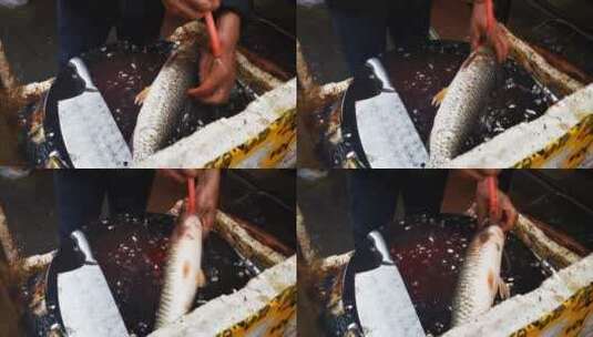 实拍杀鱼做美食高清在线视频素材下载