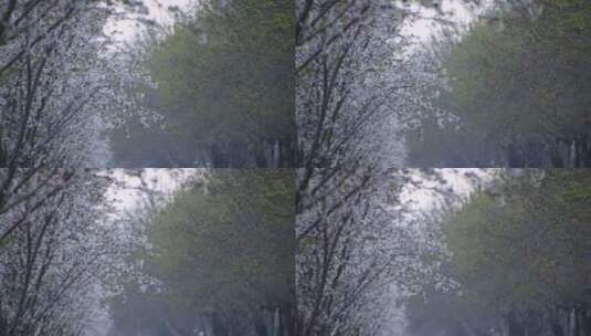 威海世昌大道的春天樱花4K高清在线视频素材下载