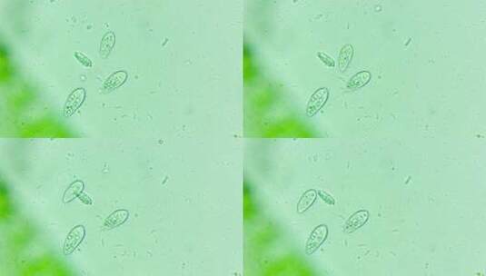 微生物纤毛虫细菌单细胞生物高清在线视频素材下载
