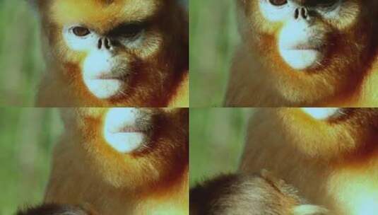 金丝猴幼崽吃奶高清在线视频素材下载