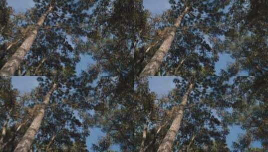 高大的树木和晴朗的天空高清在线视频素材下载