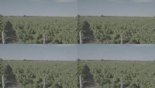 红树莓种植LOG高清在线视频素材下载