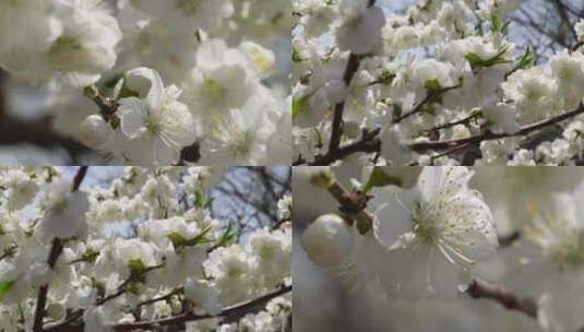 【镜头合集】白色花朵花瓣桃花梅花高清在线视频素材下载