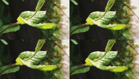 雨后的绿植上布满水珠绿色生机植被高清在线视频素材下载