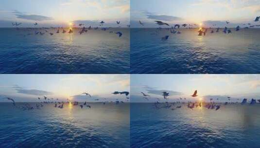 4k 海鸟在海面盘旋飞舞高清在线视频素材下载