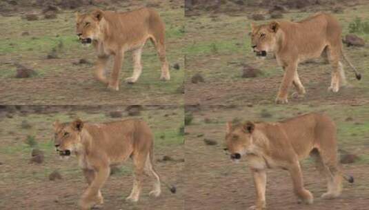 在稀树大草原上行走的雌狮高清在线视频素材下载