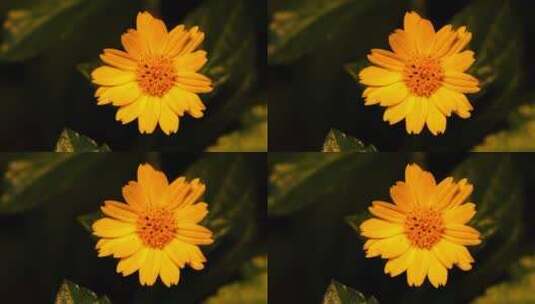 植物鲜花蟛蜞菊黄花高清在线视频素材下载