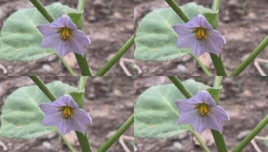 紫色茄子花朵特写镜头高清在线视频素材下载
