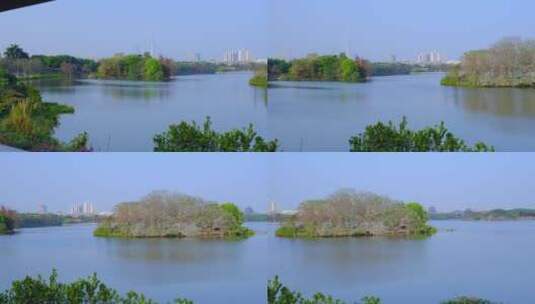 广州海珠湖公园鸟岛湖泊自然唯美风光高清在线视频素材下载