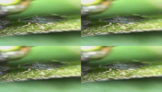 自媒体素材 显微镜下的蚜虫6高清在线视频素材下载