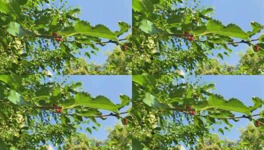 蓝天背景上有红桑的树枝高清在线视频素材下载