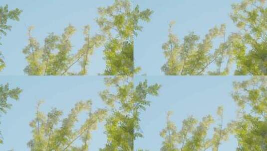 绿意盎然的树高清在线视频素材下载