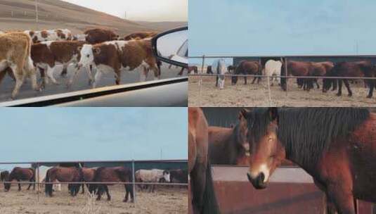 马棚里的马高清在线视频素材下载