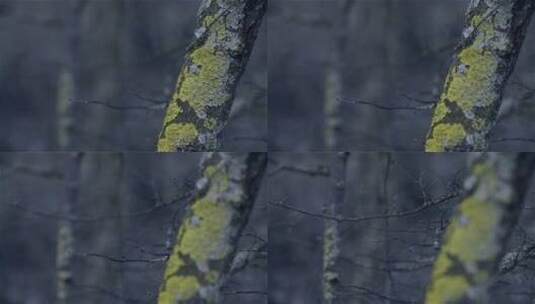 一棵长满地衣的树干的特写高清在线视频素材下载