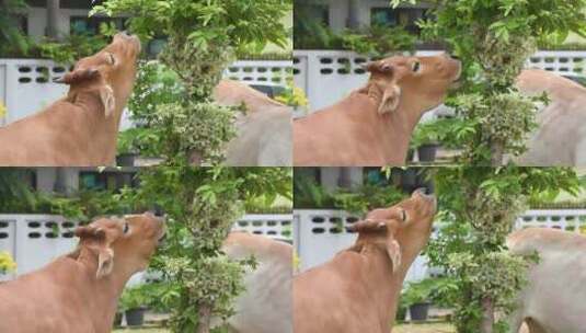 牛厂里的牛群啃食树叶高清在线视频素材下载