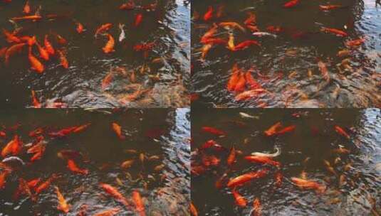 金鱼锦鲤在池塘游动高清在线视频素材下载