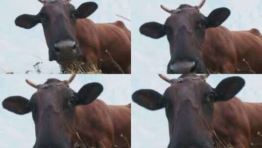 奶牛吃草的慢动作肖像高清在线视频素材下载