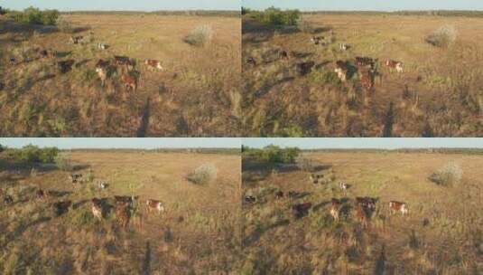 放牧在草地上吃草的奶牛高清在线视频素材下载