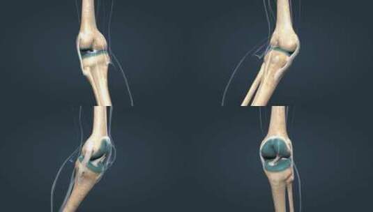 膝关节关节囊韧带骨连接高清在线视频素材下载