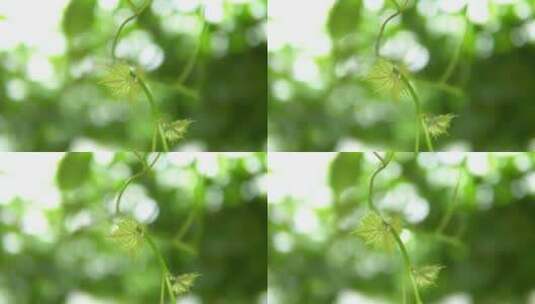 微距嫩绿色葡萄藤植物叶子特写高清在线视频素材下载