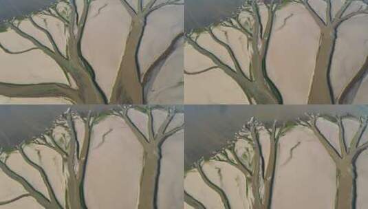 鄱阳湖枯水期沙洲上显现生命之树的特写航拍高清在线视频素材下载