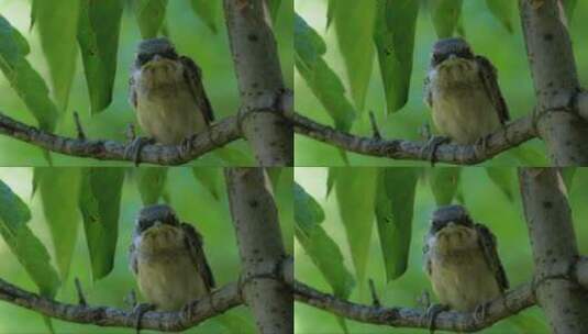 栖息在树枝上的小鸟高清在线视频素材下载