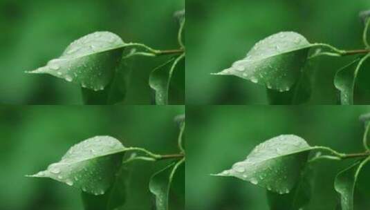 叶子上的雨滴高清在线视频素材下载