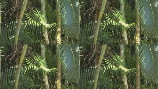 热带地区的棕榈树和竹子高清在线视频素材下载